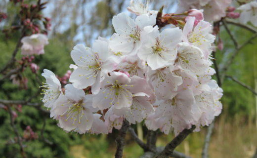 伊予天徳寺の十六日桜