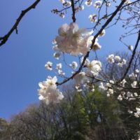 令和2年の天徳寺十六日桜
