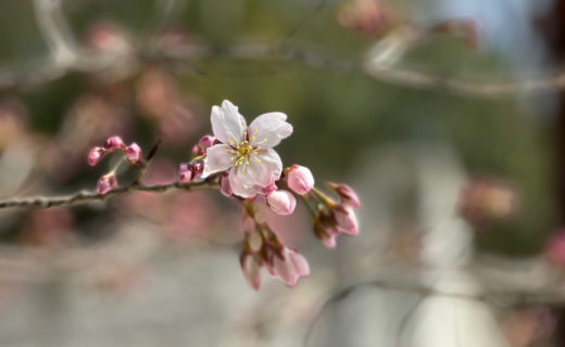 天徳寺の十六日桜