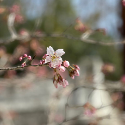 天徳寺の十六日桜